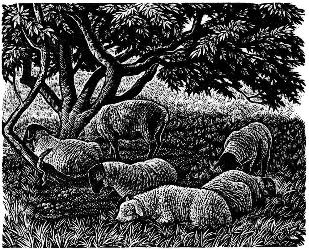 Wood engraving by Howard Phipps, Noonday Shade - Ursula Buchan on W. H. Hudson, A Shepherd's life