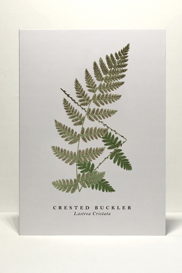 Crested-Buckler-for-web
