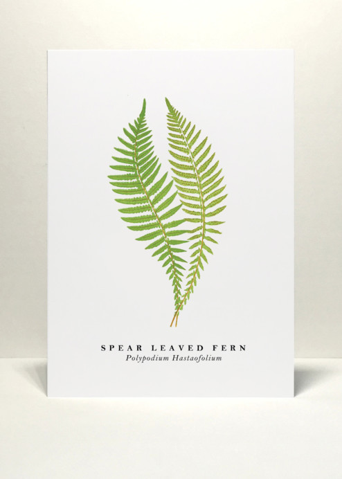Spear Leaved Fern Greetings Card