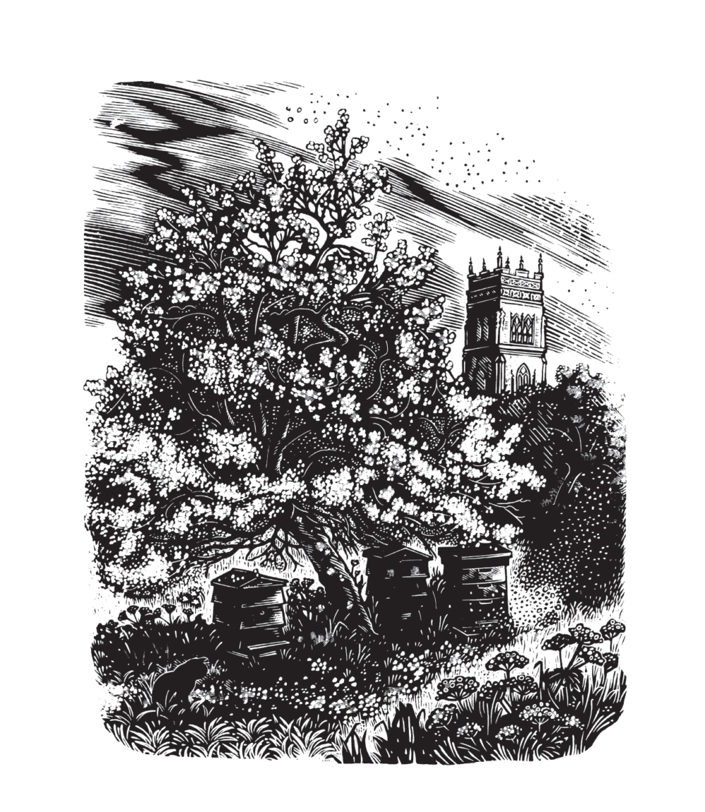 Miriam Macgregor, Somerset Garden (wood engraving) - Slightly Foxed Issue 56