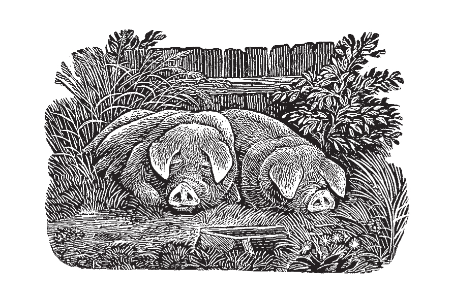 Ian Stephens - Pigs