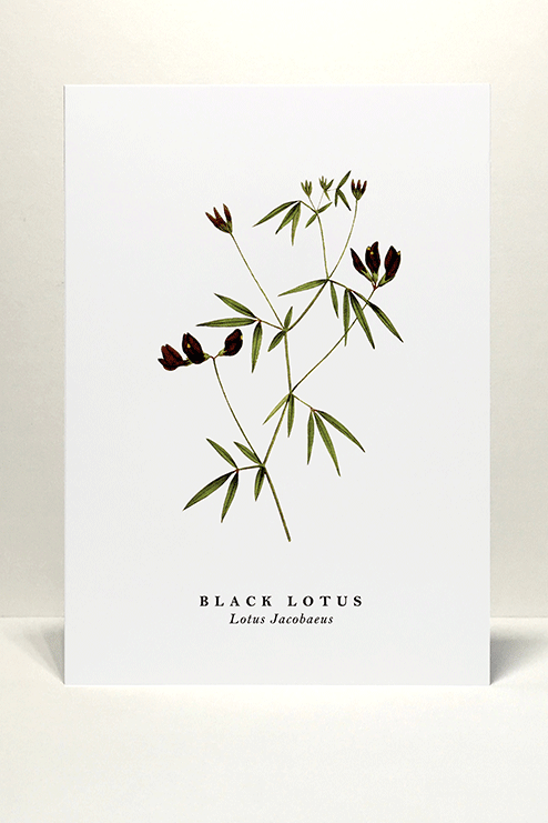 Black Lotus Greetings Card
