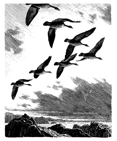 C. F. Tunnicliffe - Geese