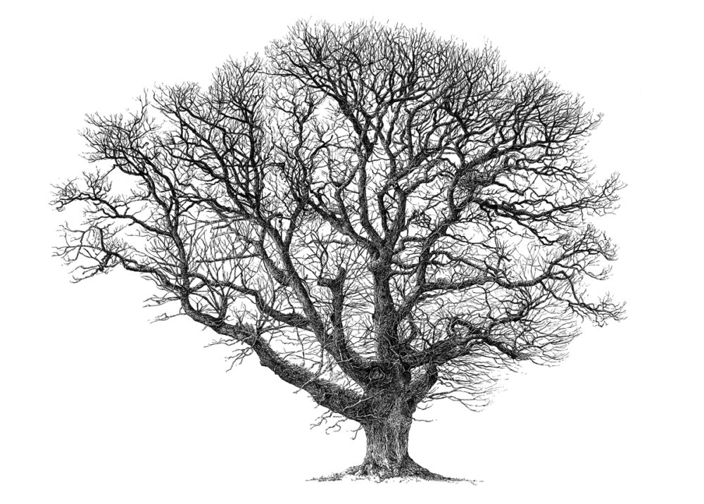 Isabel Lloyd on books about trees, SF 76, Sarah Woolfenden