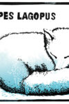 James Nunn, Arctic Fox: Vulpes Lagopus - Slightly Foxed Winter 2023