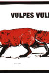 James Nunn, Red Fox: Vulpes Vulpes - Slightly Foxed Autumn 2023