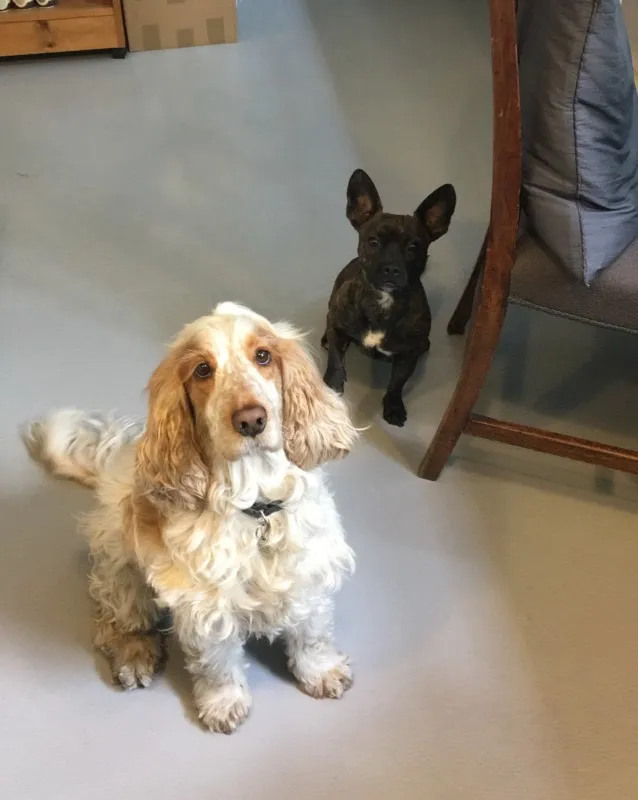 Stanley & Dusty - Slightly Foxed office dogs